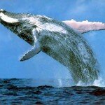 humpback_whale